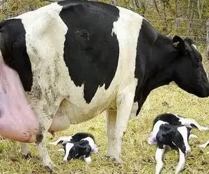 حیوانات غول پیکر؛ هوشمند و مدرن گاو پرورش میدن هر چند ماه گوشاله میاره اونم چندتایی