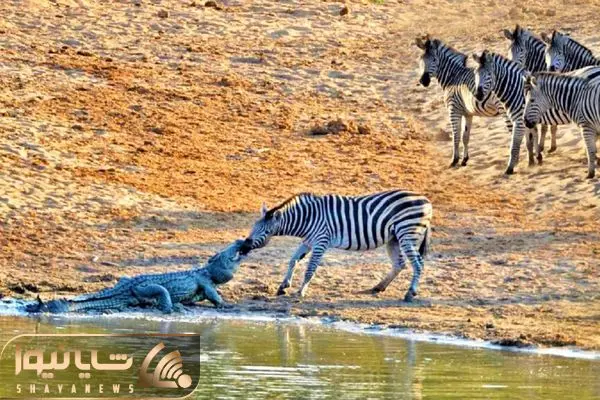 Will Zebra Escape Crocodile’s Death Grip