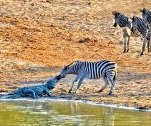 از جذابیت های حیات وحش؛ تمساح در تلاش برای ترتیب دادن یک شام درشت به نام گورخر