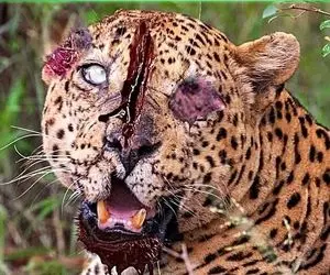 از جذابیت های حیات وحش؛ پلنگ بی شعور به طبع سیر کردن شکم گشنه اش چشمش سوراخ شد