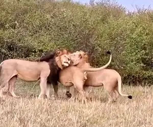 مستند حیات وحش؛ شیر نر پسرانش رابطه‌ی غیرمعمولی دارد