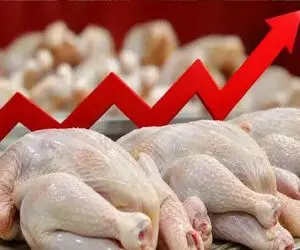قیمت مرغ امروز پنجشنبه 15 مرداد 1405 / بازار در آستانه گرانی