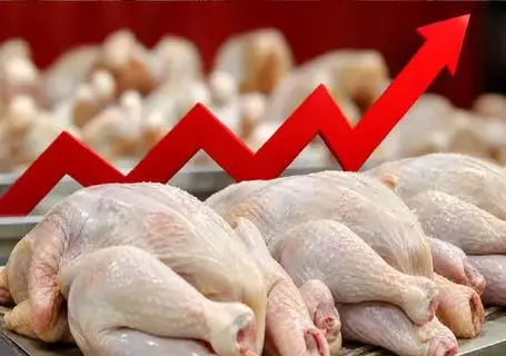 قیمت مرغ امروز پنجشنبه 15 مرداد 1405 / بازار در آستانه گرانی