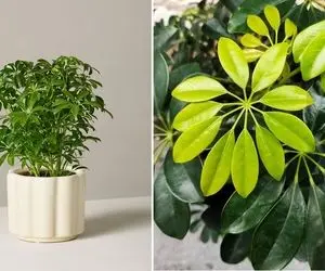 شرایط نگهداری از گیاه شفلرا / نکات ساده اما مهم برای رشد و شادابی شفلرا