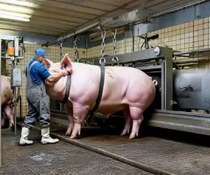 فرآوری خوک؛ سوددهی بالا اما غیر اخلاقی و ناروا در مزارع پرورش خوک آمریکا