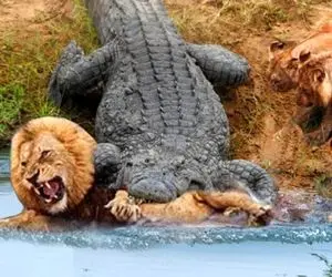 مستند سحیات وحش/ مبارزه نفسگیر تمساح و شیر در مقابل فیل