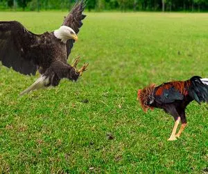 جذابیت حیات وحش / جدال مسرورانه عقاب و  خروس وقتی تزلزل حرمسرا را فرا گرفت