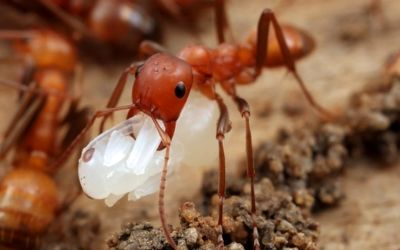 (عکس) فروش مورچه گله دار؛ هر مورچه 5 هزار تومان! 