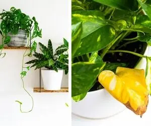 علت سوختن نوک برگ گیاهان آپارتمانی / همراه با نکات مهم برای جلوگیری از این مسئله