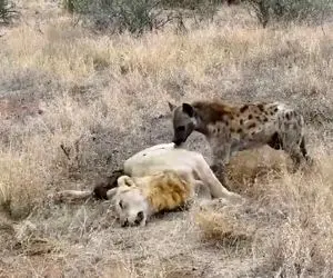 مستند حیات وحش؛ کفتار خوش اقبال که با گوشت شیر شکمش رو سیر می کنه