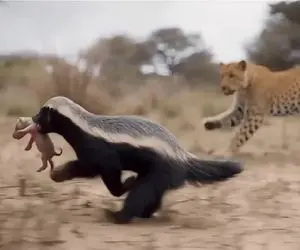 مستند حیات وحش؛ مسابقه دو میان راسوی مادر و یوزپلنگ برای شکار و شکار نشدن