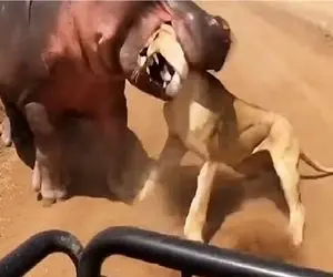 مستند حیات وحش؛ نتیجه عصبی کردن اسب آبی مرگ رو به چشم دیدن بود