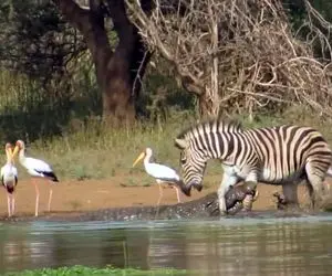 مستند حیات وحش؛ کورکودیل زیر یک خم گورخر گرفت اما نتونست خاک کنه