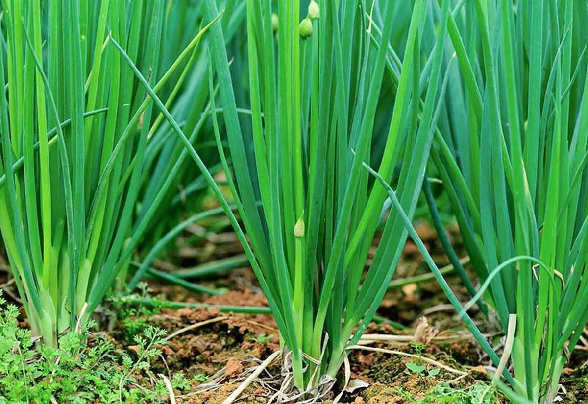 Spring-Onion-15