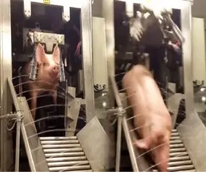 فرآوری خوک؛ خوک‌های حرومی که سفید و تپلن رو زنده با سیر چرخ میکنن کالباس بشه