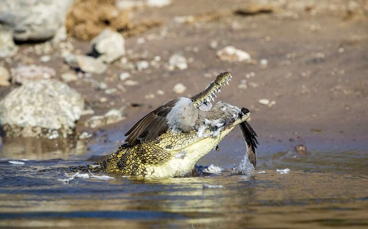 (عکس) لحظه شکار کبوتر توسط تمساح