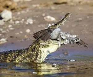 (عکس) لحظه شکار کبوتر توسط تمساح