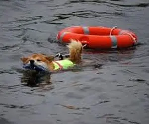 شیبااینو درحال پوشیدن جلیقه نجات؟