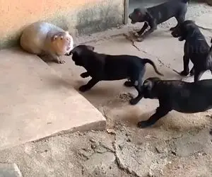 فرآوری موش؛ موش رو با تغذیه خاص جوری چاق میکنن که بشه اندازه توله سگ بعد کبابش میکنن