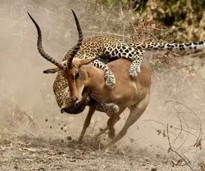 از جذابیت های حیات وحش؛ پلنگ درنده خو عجیب غزال و شکار کرد؛ ناهارو نخورده فکر شامشه !