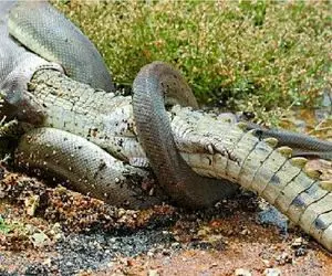 مستند حیات وحش؛ پیتون غول حلقه مرگ انداخت دور تمساح آماده بلعش کنه