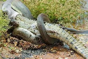 مستند حیات وحش؛ پیتون غول حلقه مرگ انداخت دور تمساح آماده بلعش کنه