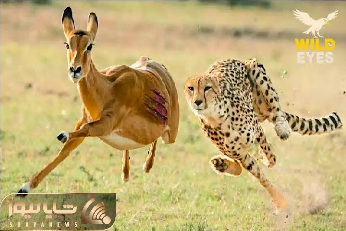 حیات وحش بی رحم /  تقلای آهو برای فرار از چنگال مرگبار یوزپلنگ سریع