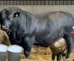 گاوهای باورنکردنی؛ گاو غول از حجم شیر الانه بترکه