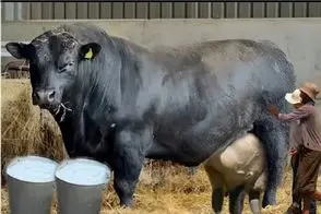 گاوهای باورنکردنی؛ گاو غول از حجم شیر الانه بترکه