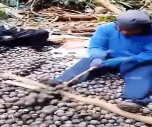 کشاورزی نوین؛ تو مزرعه منگوستین آدما تبدیل شدن به ماشین آلات 0 تا 100 کار دستیه