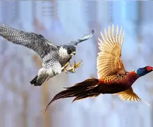 راز بقا؛ شیوه شکار شاهین طعنه به عقاب می‌زند! قدرت از سرپنجه هایش می‌چکد! 