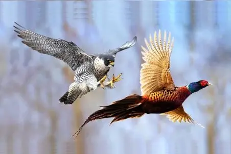 راز بقا؛ شیوه شکار شاهین طعنه به عقاب می‌زند! قدرت از سرپنجه هایش می‌چکد! 