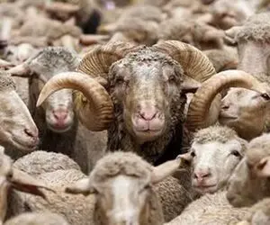 قیمت دام زنده امروز ۲۸ بهمن 1404 + جدول
