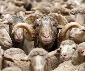 قیمت دام زنده امروز ۲۸ بهمن 1404 + جدول