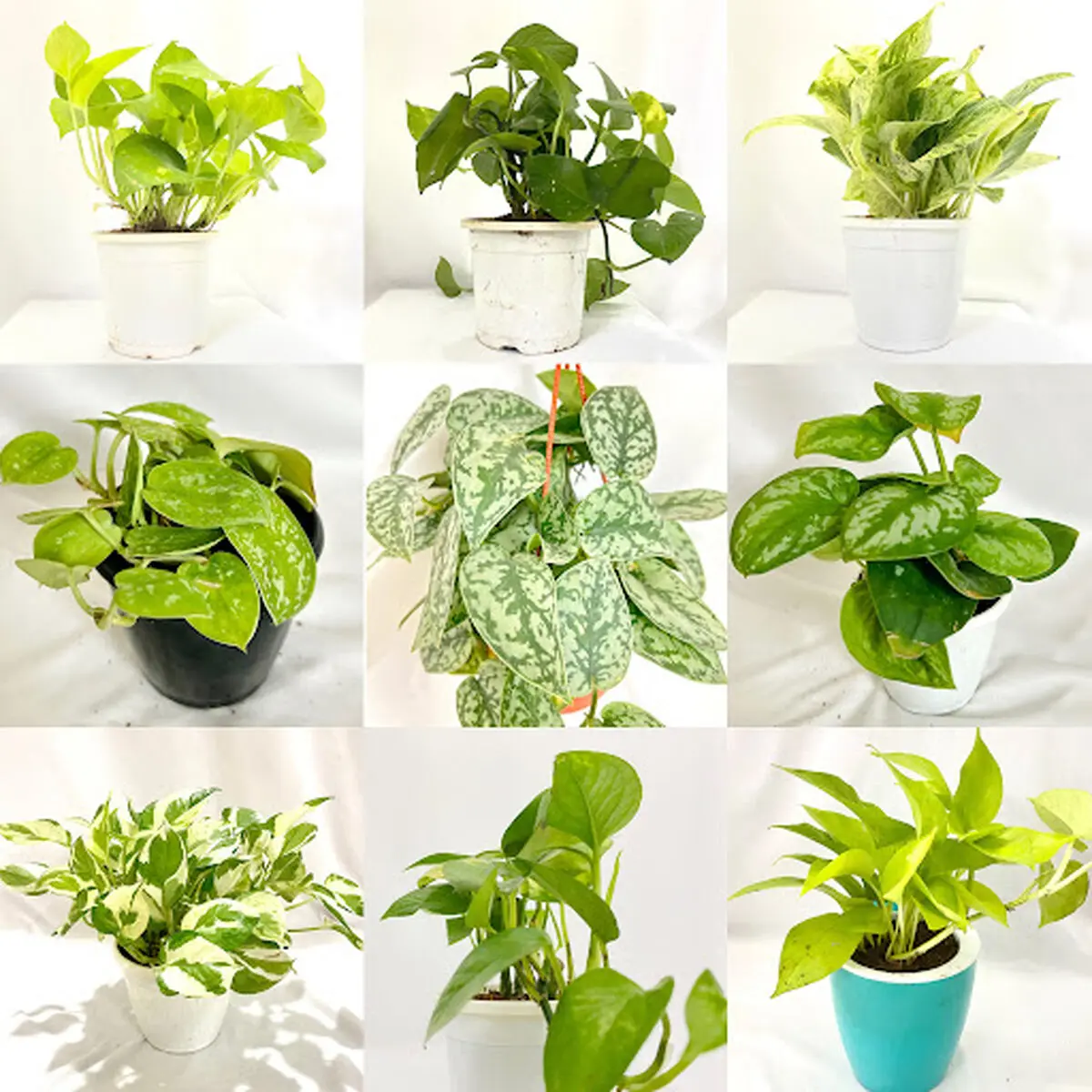 pothos-5