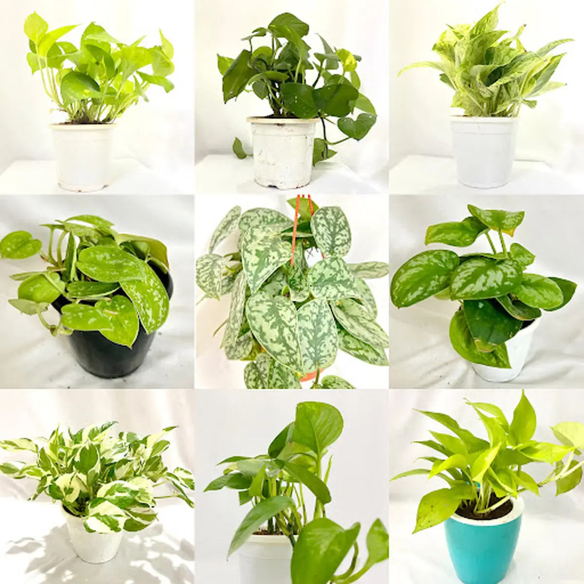 pothos-5