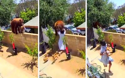 ویدئوی حمله دختر جوان به خرس سوژه شد!