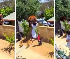 ویدئوی حمله دختر جوان به خرس سوژه شد!