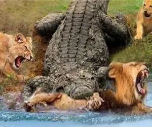 مستند حیات وحش؛ تمساح ددمنش شیر پدر را مقابل خانواده به دو نیم کرد