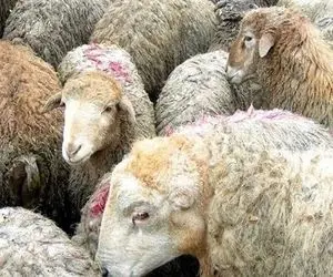 گوشت قرمز به زودی گران می شود؟