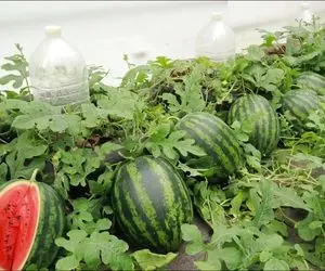 کشاورزی نوین؛ تو لاستیک هندوانه کاشته با آبیاری قطره ای به روش مبتدی 