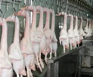 فرآوری اردک؛  بعد اینکه جوجه اردک تپلی شدن میرن واسه جشنا سلاخی شن