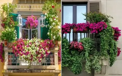 گیاهان آپارتمانی مقاوم در برابر گرما برای بالکن / البته تو چله زمستونم بادوام و سبزن