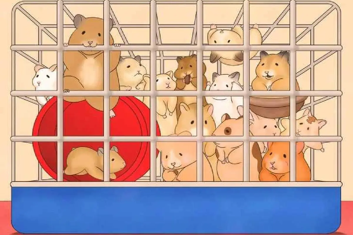 موش