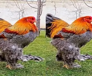 کارخانه حیوانات؛ مرغ زینتی تولید کردن با تزریق پف کرده طلایی شده تو قاموس نمیگنجه