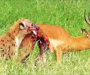 جذابیت حیات وحش؛ کفتار سفاک دم غزال را کند اما از پس شاخ آن برنامد و زخمی شد