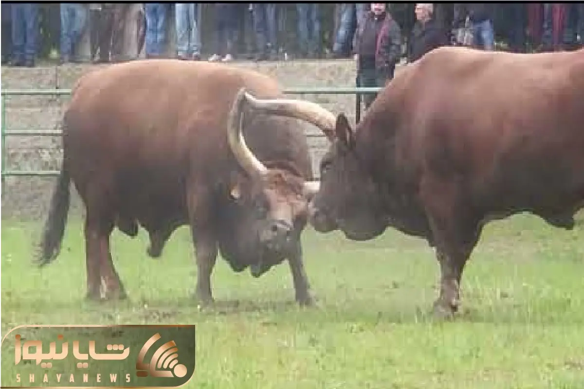 حیات وحش بی مروت؛ گاوهای پت و پهن میندازن به جون هم خودشون میشینن به تماشا