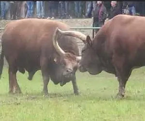 حیات وحش بی مروت؛ گاوهای پت و پهن میندازن به جون هم خودشون میشینن به تماشا