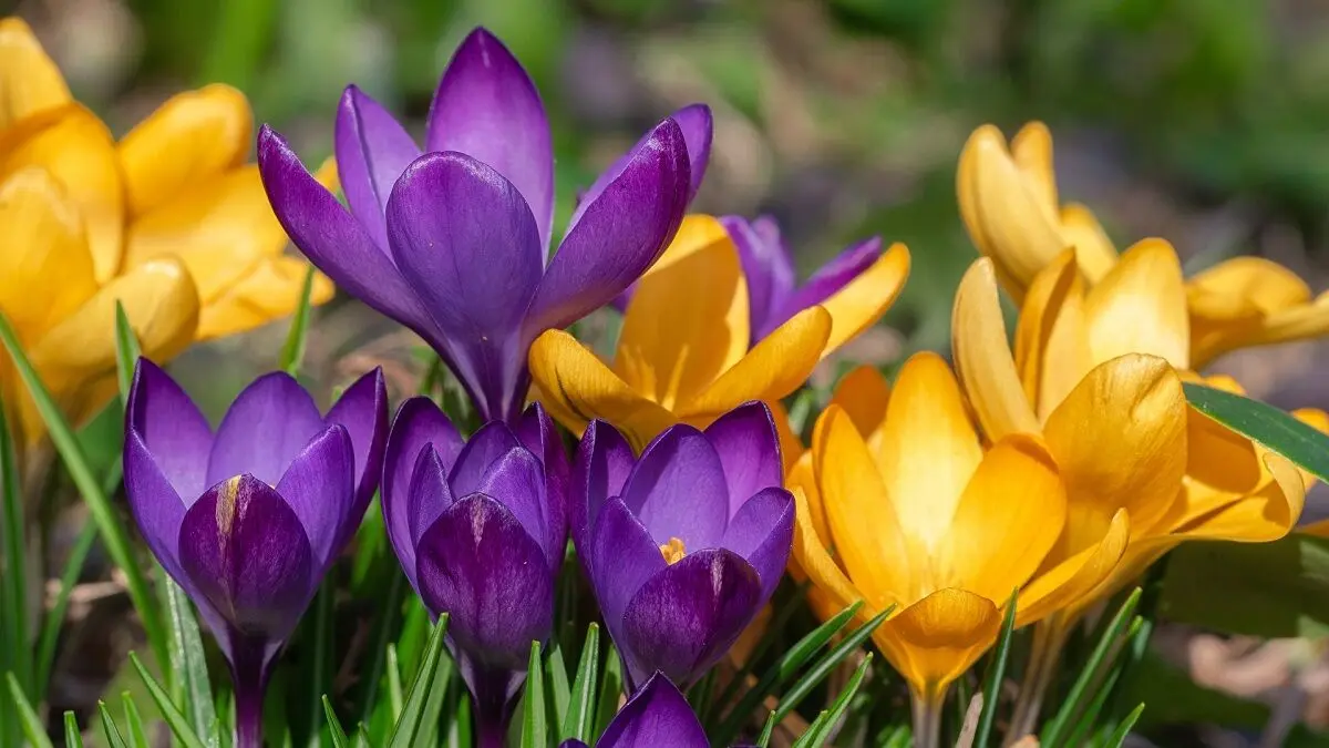 Crocuses_Closeup_Yellow_Violet_578121_1920x1080