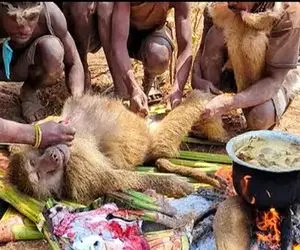 جنگجویان طبیعت؛ بربرهای برهنه میمونو با تیر شکار کردن بعد جوشوندن پوستشو کندن